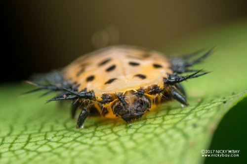 onenicebugperday:Spotted tortoise beetle larva, Aspidimorpha cf. miliaris, SingaporePhotos byNicky B