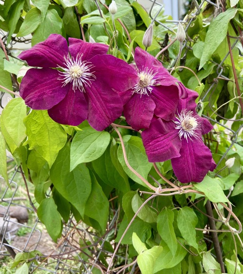 Things that made me happy recently:Our clematis is blooming! We were a little concerned because we t