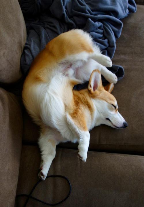 omelettethecorgi: Your Monday Morning Brain Teaser: Unscramble the Corgi.