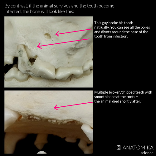 Some skulls with interesting forensic features