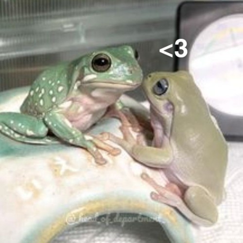 Frogcore