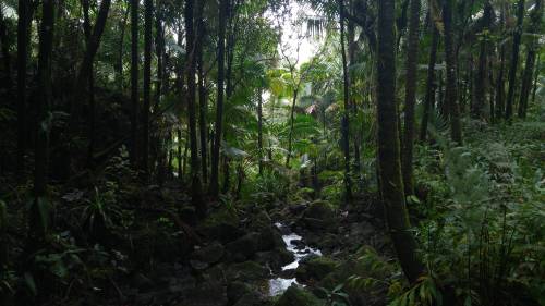 emeraldforgotten:El Yunque Rainforest, Puerto Rico [OC] [5312x2988]