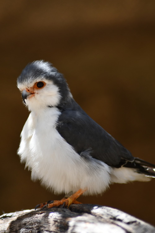 owlpellet: African Pygmy Falcon (LA Zoo)this bird is a huge ham and poses for me every time i visit