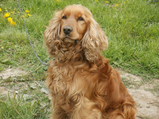 Harry Potter Characters As Dogs