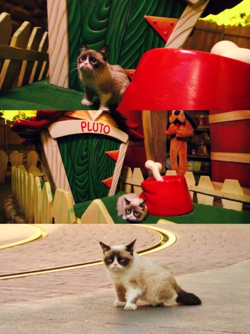 kymarcelon-ish:  dolewhipofdisney:  Grumpy Cat Shows Her Disney Side [x]  Grumpy cat in the happiest place on earth… How ironic… 