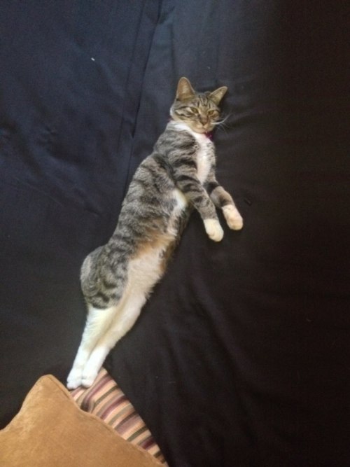 This is Lafayette, my sweet rescue kitten. And she&rsquo;s about to blast off.(submitted by pats