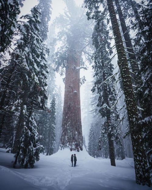 sixpenceee:   Sequoia National Park in the