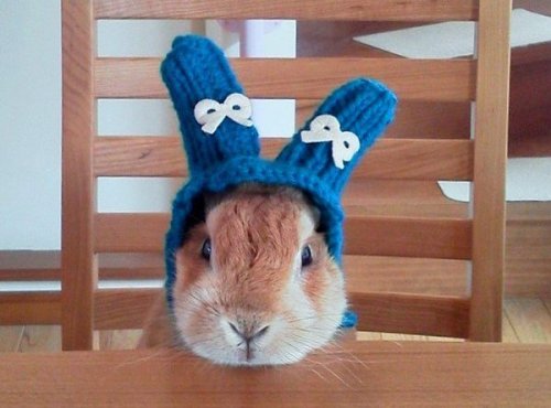 bibidebabideboo:“冬の帽子を編んであげた。なんだ このかわゆい生き物は。”(東雲りおん(@goen0414)さん | Twitterから)