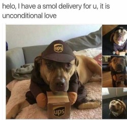 ups-official:  larkspurandpeony:   cheesygorditocrunch: I accept @ups-official O_O   My best employee 