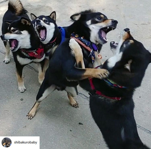 I immediately saw these shibas as a bunch of delinquents&hellip; I must be really tired (photo b