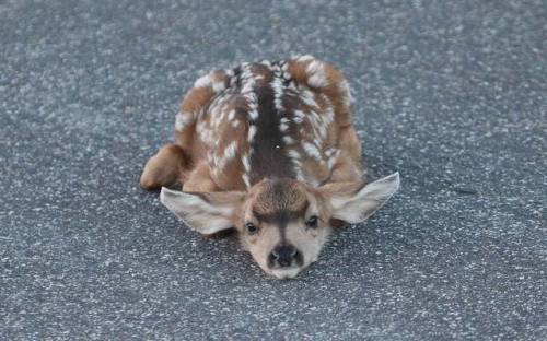 sixpenceee:When nervous, fawns’ instinct is to lie down in the grass and keep an eye on threat. But 