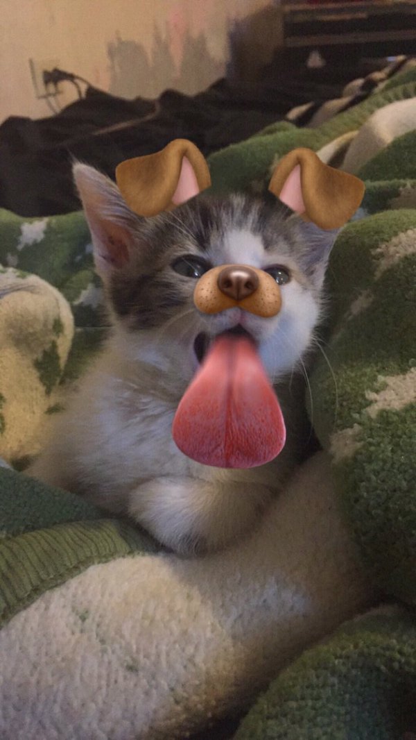 babyanimalgifs:  more baby animals here