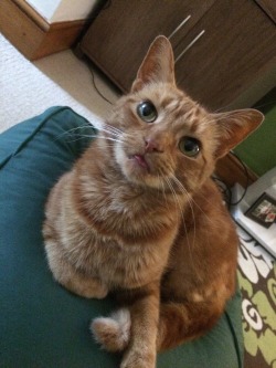 derpycats:  (Sushi, 7 years old.)  Forever forgetting to put his tongue away! 👅 