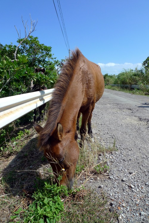 Kohama island 小浜島 is a small island between Ishigaki 石垣暇 and Iriomote 西表島. There is not much to see 