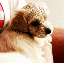gif-giz:  Other Cute Gifs http://gif-giz.tumblr.com/ porn pictures