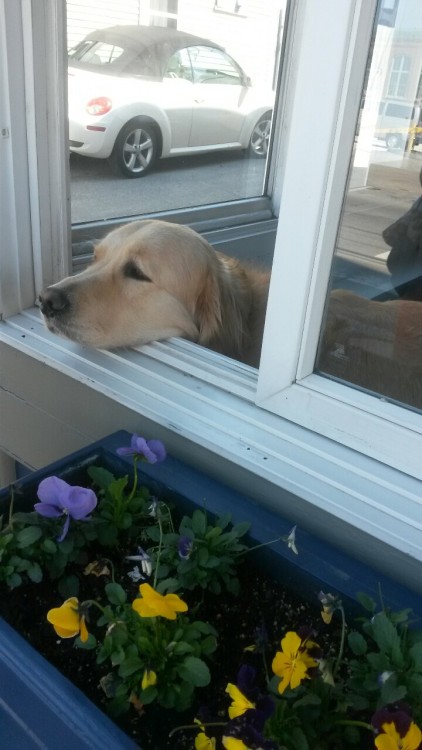 floralfuckups:  He was having a good time in a restaurant window