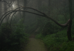 absinthius:  Gardens of Pena Palace by Remon