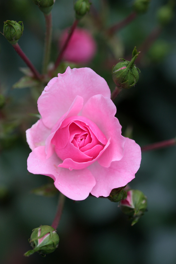 blooms-and-shrooms:  Tea’s rose by O-Gosh 