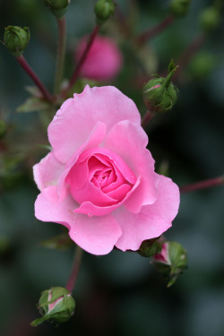 blooms-and-shrooms:  Tea’s rose by O-Gosh