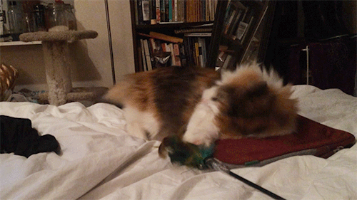 sashayed:sashayed:here’s my cat getting in a passionate fight with her toy and then, after i moved i