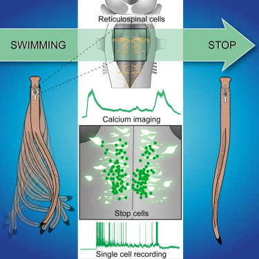 Stop Cells in the Brain