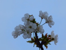 fotoitalien:cherry blossoms