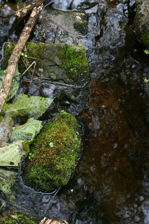 faerieforests:Mossy Rocks in Stream by sciencensorcery