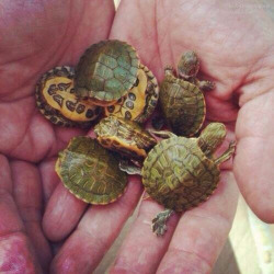 half-kaf:  just a handful of turtles 