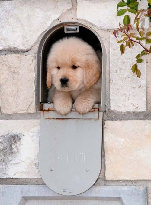 thecutestofthecute: Congratulations!! You got mail !!!.. Pup-mail that is!!! Speshul delibery!