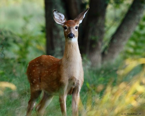 Sex feather-haired:  Birthday Fawn by Natureguy ❁ pictures