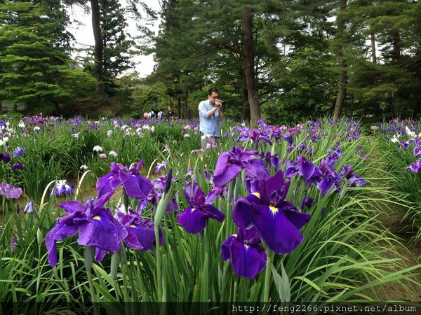 二馬筆記 日本岩手平泉 世界遺產 平泉毛越寺 菖蒲花祭