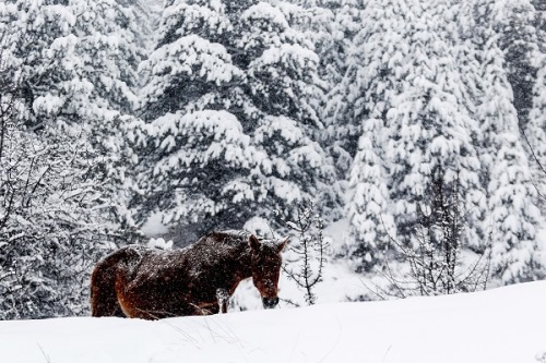 Horses in the mountains of Samarina, Grevená, Greece. Photos by Kostas Villa.