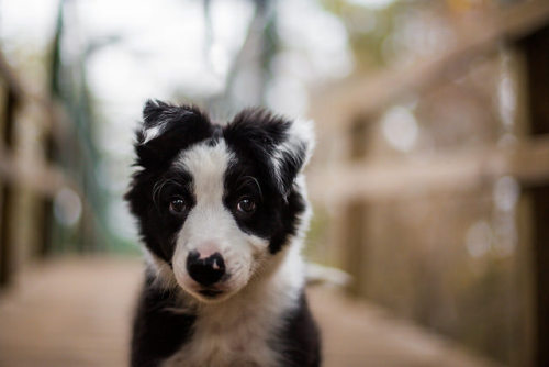 tempurafriedhappiness:  Kahlua @ 12 weeks, pt. 2 