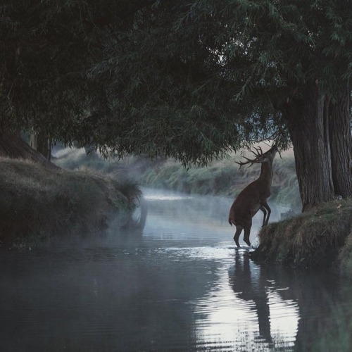 renamonkalou: Oh Deers!  Chaitanya DeshpandeErdő van idebenn. 