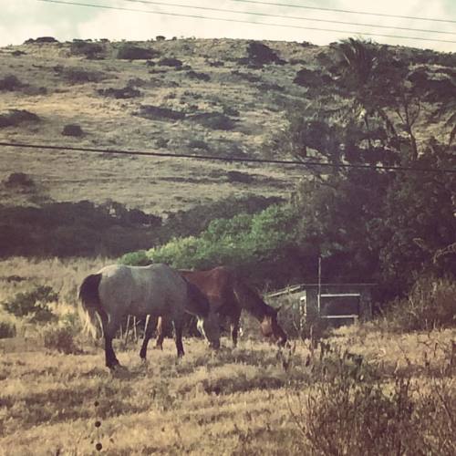 Taking a run and I bump into these guys. #travel #photoftheday #Hawaii #horse