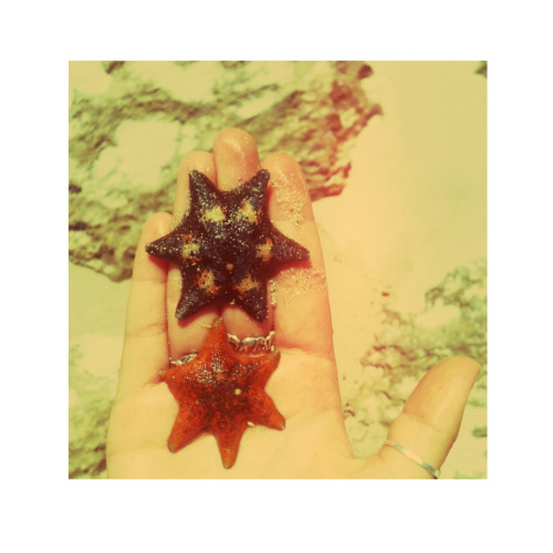 yelo-vibes:Starfish