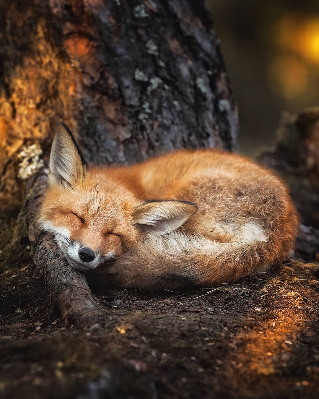 everythingfox:  Dreaming📷: Ossi Saarinen