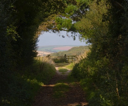 llovinghome - Tree tunnel