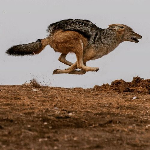 misterlemonzafterlife:  freshcoolwater:  Black-Backed Jackal (Canis mesomelas)    in full flight at Etosha National Park in Namibia   https://MisterLemonzAfterlife.tumblr.com/archive