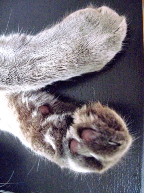 Perfect Paws