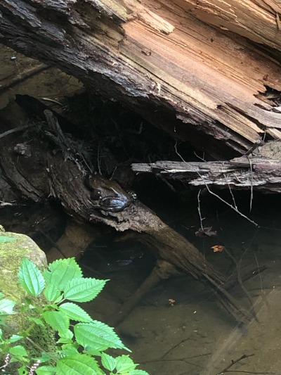 @noboneslefttosave , spotted this big ole good boy while out on the last hike of