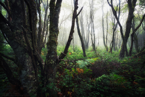 Mystic Blur by FlorentCourty