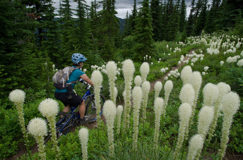 fuckyeahmountainbiking:  IMGP6584 on Flickr.