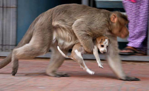 wtf-fun-factss:  Monkey adopts a puppy - porn pictures