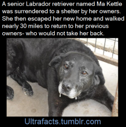 outside-time: negative-pessimist:  lovely-little-lotus:  boss-of-the-plains:  ultrafacts:   Ma Kettle’s previous owner — who called her Lady — died in 2012, leaving her homeless. She then arrived &amp; was adopted out of the Chautauqua County Animal