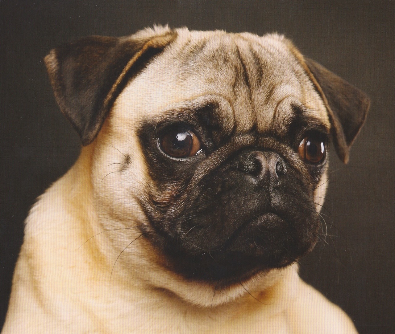 chubbyketty:  Pugs on pastel 