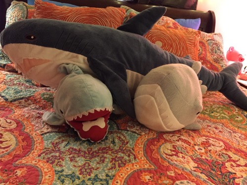 babyboyeren:  Introducing my stuffy collection!! The sharkies belong to daddy, cause even daddies like to snuggle things when they have bad days. As you can see, I’m a very spoiled boy. (ﾉ^ヮ^)ﾉ*:・ﾟ✧