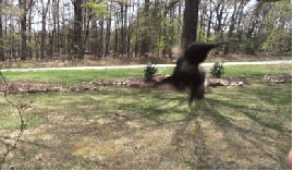 sickhumor:  Taming of the humming bird