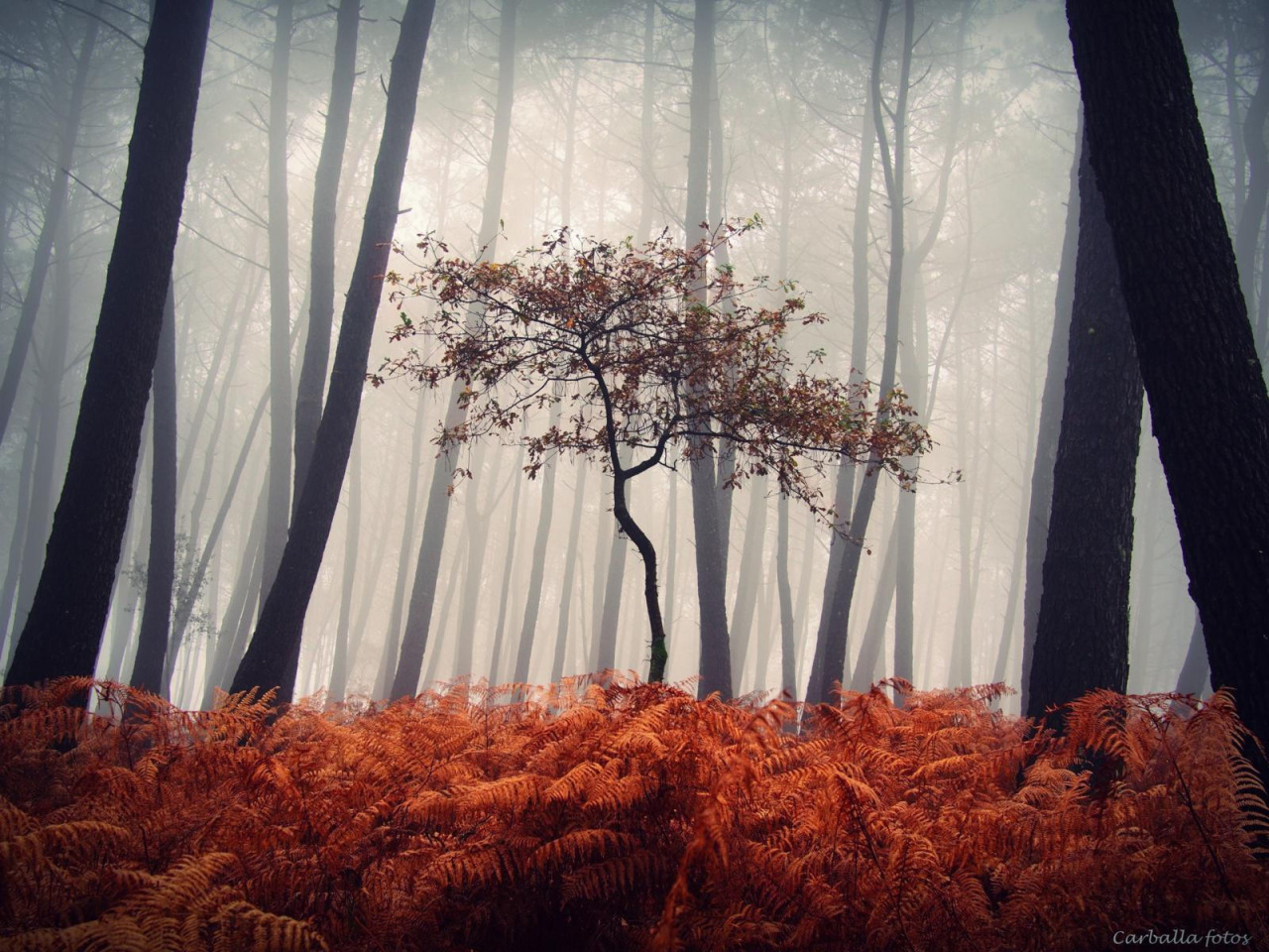 mrcloudphotography:  source | 1 | 2 | 3 | 4 | 5 | 6  | MY TUMBLR BLOG |  Let’s