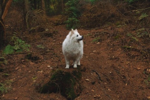 nixtevs-hugo-boss: The mighty king of the woods